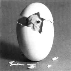 nuevo 10.jpg (5448 bytes)